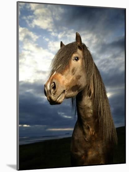 Portrait of Horse-Arctic-Images-Mounted Photographic Print