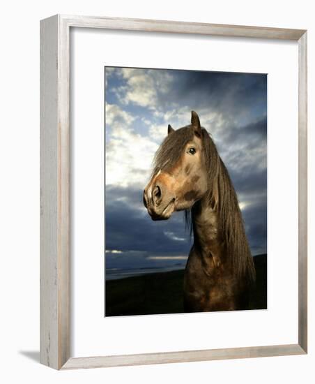 Portrait of Horse-Arctic-Images-Framed Photographic Print