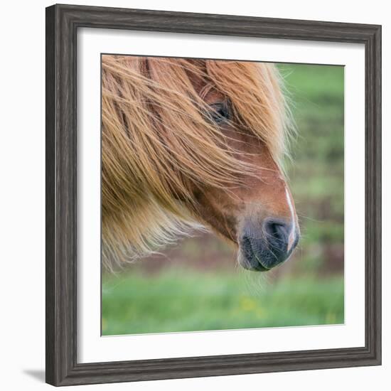 Portrait of Icelandic Horse, Iceland-null-Framed Photographic Print