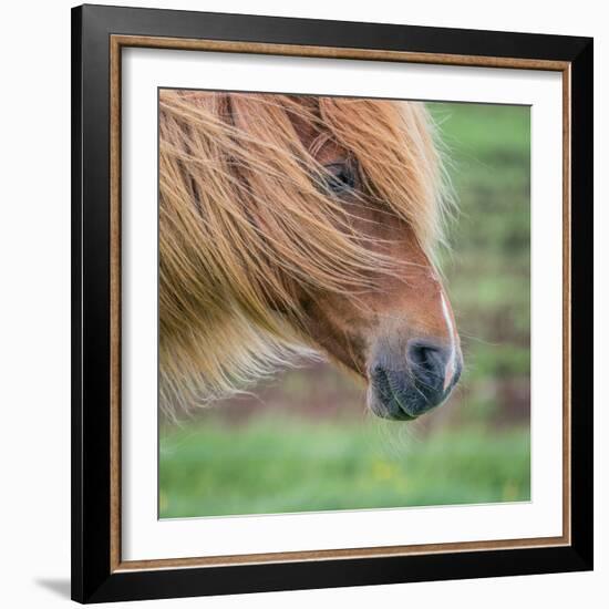 Portrait of Icelandic Horse, Iceland-null-Framed Photographic Print