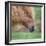 Portrait of Icelandic Horse, Iceland-null-Framed Photographic Print