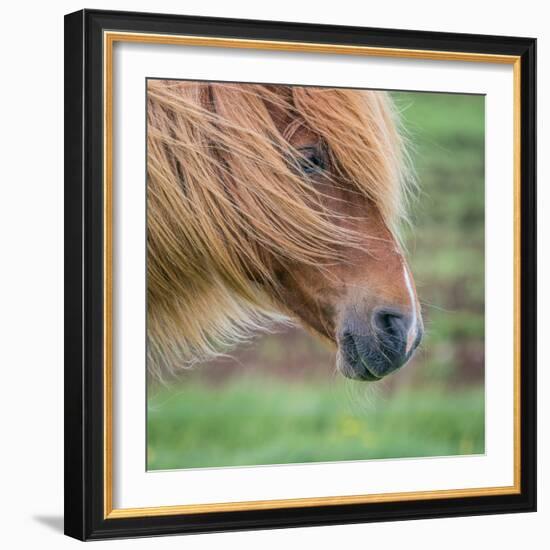 Portrait of Icelandic Horse, Iceland-null-Framed Photographic Print