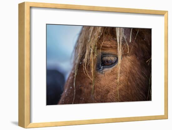 Portrait of Icelandic Horse, Iceland-Arctic-Images-Framed Photographic Print