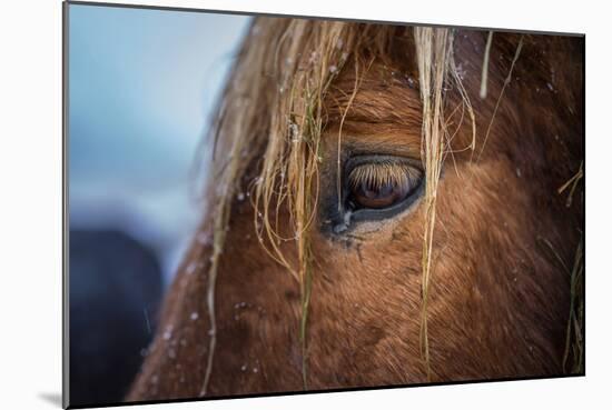 Portrait of Icelandic Horse, Iceland-Arctic-Images-Mounted Photographic Print