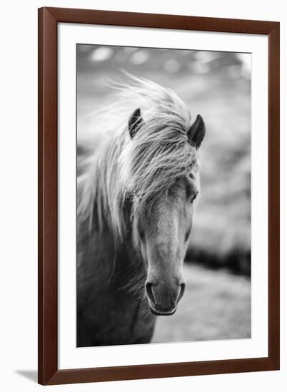 Portrait of Icelandic Horse in Black and White-Aleksandar Mijatovic-Framed Photographic Print