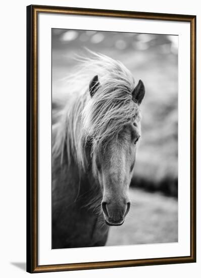 Portrait of Icelandic Horse in Black and White-Aleksandar Mijatovic-Framed Photographic Print