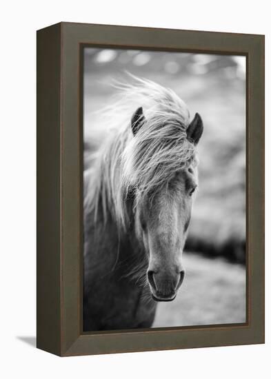 Portrait of Icelandic Horse in Black and White-Aleksandar Mijatovic-Framed Premier Image Canvas