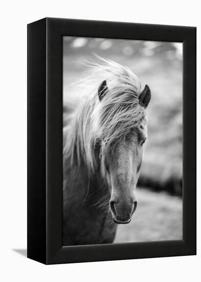 Portrait of Icelandic Horse in Black and White-Aleksandar Mijatovic-Framed Premier Image Canvas