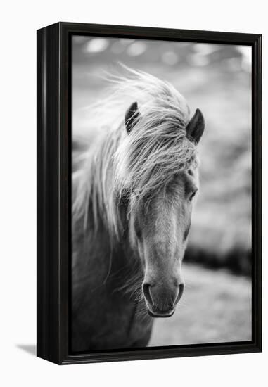 Portrait of Icelandic Horse in Black and White-Aleksandar Mijatovic-Framed Premier Image Canvas