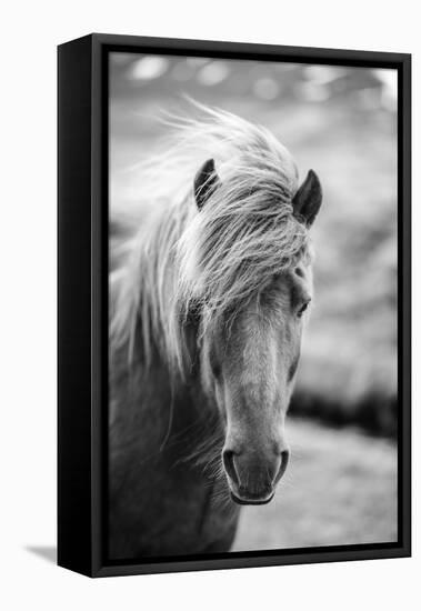 Portrait of Icelandic Horse in Black and White-Aleksandar Mijatovic-Framed Premier Image Canvas