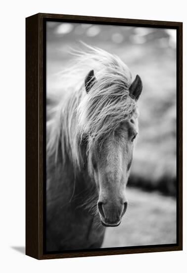 Portrait of Icelandic Horse in Black and White-Aleksandar Mijatovic-Framed Premier Image Canvas