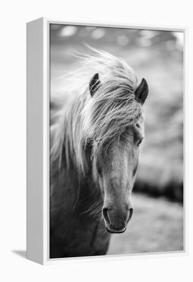 Portrait of Icelandic Horse in Black and White-Aleksandar Mijatovic-Framed Premier Image Canvas