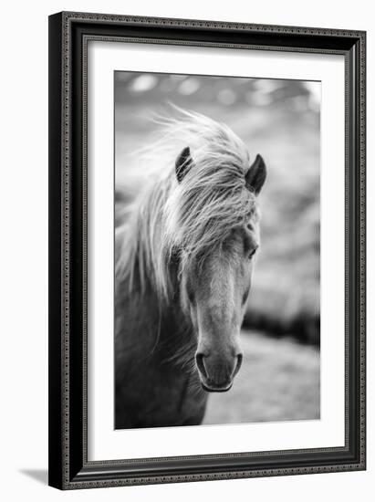 Portrait of Icelandic Horse in Black and White-Aleksandar Mijatovic-Framed Premium Photographic Print