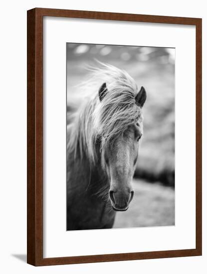 Portrait of Icelandic Horse in Black and White-Aleksandar Mijatovic-Framed Photographic Print