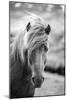 Portrait of Icelandic Horse in Black and White-Aleksandar Mijatovic-Mounted Photographic Print