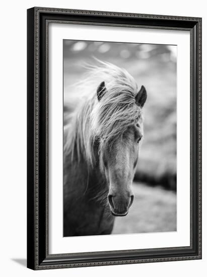 Portrait of Icelandic Horse in Black and White-Aleksandar Mijatovic-Framed Photographic Print