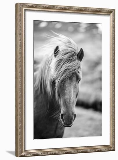 Portrait of Icelandic Horse in Black and White-Aleksandar Mijatovic-Framed Photographic Print