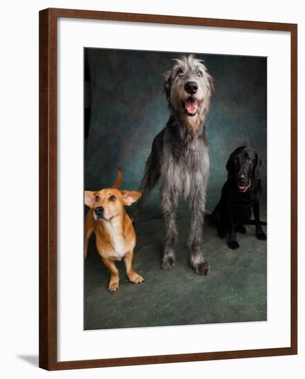 Portrait of Irish Wolf Hound Dog, Labrador Great Dane Mixed Dog, and a Westie Labrador Mixed Dog-null-Framed Photographic Print