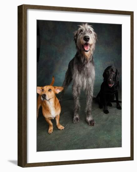 Portrait of Irish Wolf Hound Dog, Labrador Great Dane Mixed Dog, and a Westie Labrador Mixed Dog-null-Framed Photographic Print