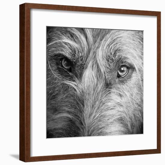 Portrait of Irish Wolf Hound Dog-null-Framed Photographic Print