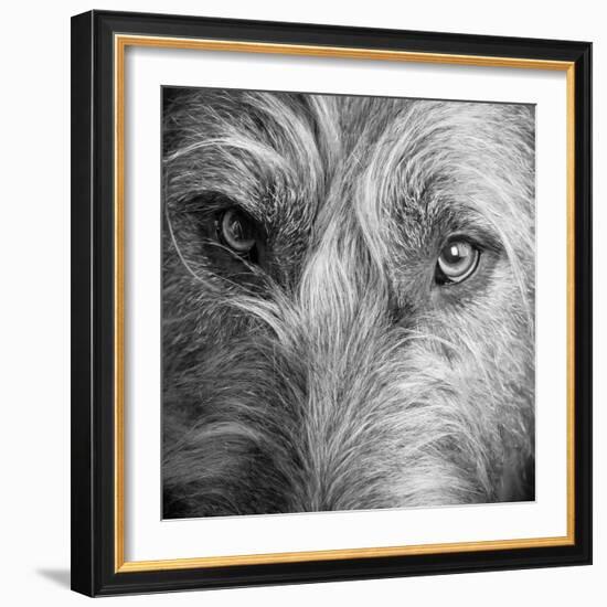 Portrait of Irish Wolf Hound Dog-null-Framed Photographic Print