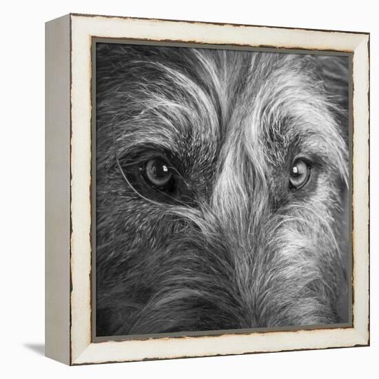 Portrait of Irish Wolf Hound Dog-Panoramic Images-Framed Premier Image Canvas