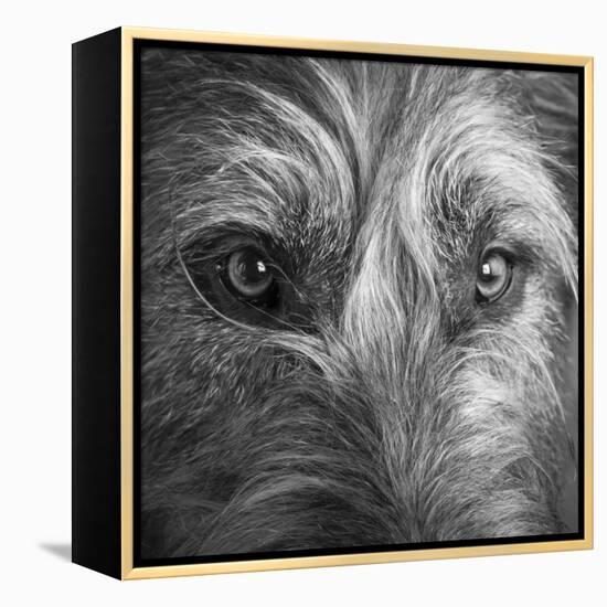 Portrait of Irish Wolf Hound Dog-Panoramic Images-Framed Premier Image Canvas