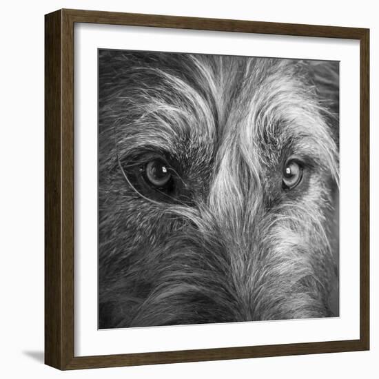 Portrait of Irish Wolf Hound Dog-Panoramic Images-Framed Premium Photographic Print