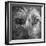 Portrait of Irish Wolf Hound Dog-Panoramic Images-Framed Premium Photographic Print