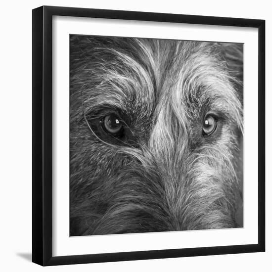 Portrait of Irish Wolf Hound Dog-Panoramic Images-Framed Premium Photographic Print