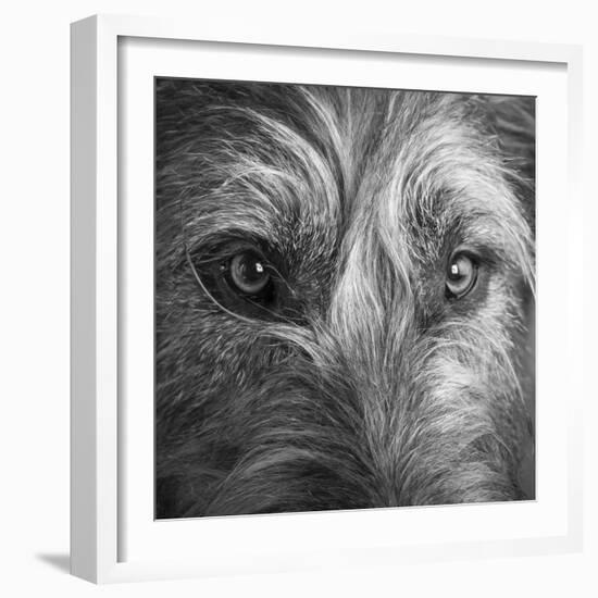 Portrait of Irish Wolf Hound Dog-Panoramic Images-Framed Premium Photographic Print