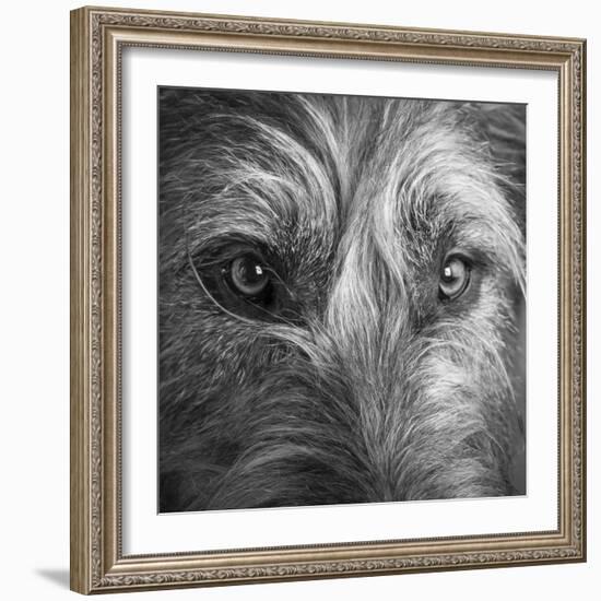 Portrait of Irish Wolf Hound Dog-Panoramic Images-Framed Photographic Print