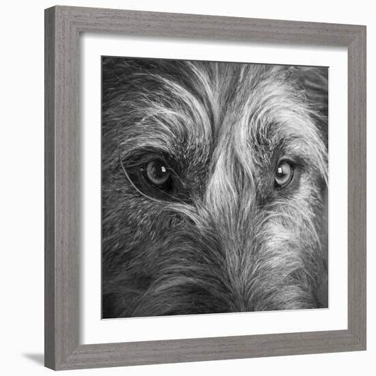 Portrait of Irish Wolf Hound Dog-Panoramic Images-Framed Photographic Print