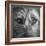 Portrait of Irish Wolf Hound Dog-Panoramic Images-Framed Photographic Print