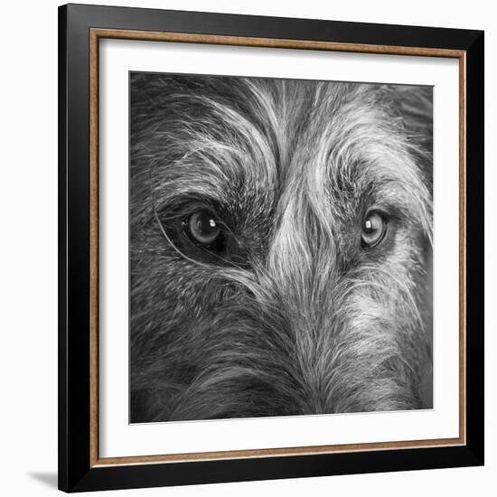 Portrait of Irish Wolf Hound Dog-Panoramic Images-Framed Photographic Print