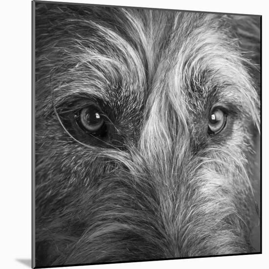 Portrait of Irish Wolf Hound Dog-Panoramic Images-Mounted Photographic Print