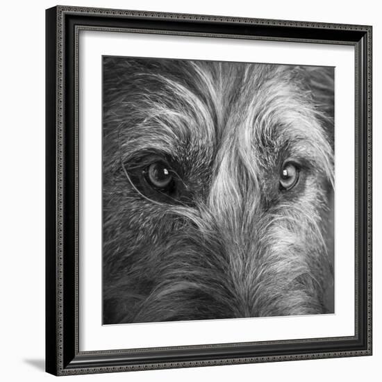 Portrait of Irish Wolf Hound Dog-Panoramic Images-Framed Photographic Print