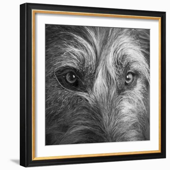 Portrait of Irish Wolf Hound Dog-Panoramic Images-Framed Photographic Print