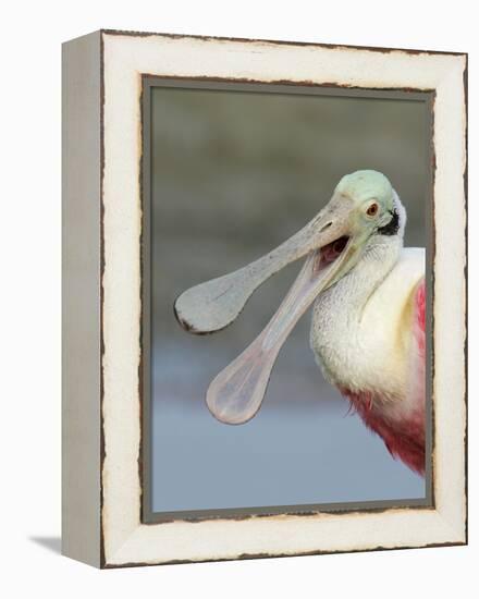 Portrait of Laughing Roseate Spoonbill with Bill Open, Fort De Soto Park, Florida, USA-Arthur Morris-Framed Premier Image Canvas
