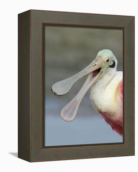 Portrait of Laughing Roseate Spoonbill with Bill Open, Fort De Soto Park, Florida, USA-Arthur Morris-Framed Premier Image Canvas