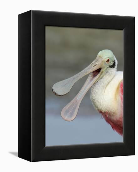 Portrait of Laughing Roseate Spoonbill with Bill Open, Fort De Soto Park, Florida, USA-Arthur Morris-Framed Premier Image Canvas