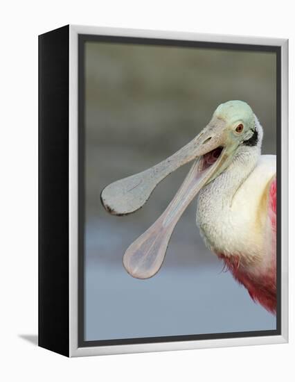 Portrait of Laughing Roseate Spoonbill with Bill Open, Fort De Soto Park, Florida, USA-Arthur Morris-Framed Premier Image Canvas