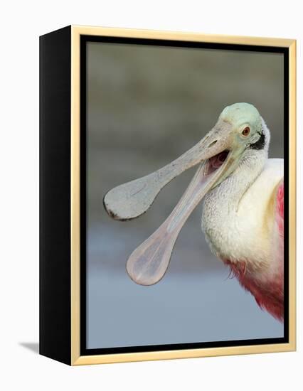 Portrait of Laughing Roseate Spoonbill with Bill Open, Fort De Soto Park, Florida, USA-Arthur Morris-Framed Premier Image Canvas