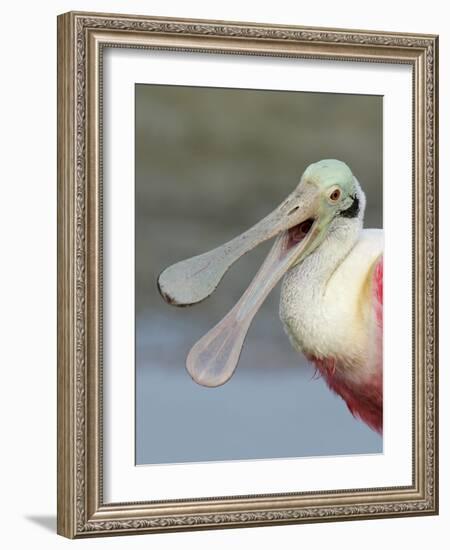 Portrait of Laughing Roseate Spoonbill with Bill Open, Fort De Soto Park, Florida, USA-Arthur Morris-Framed Photographic Print