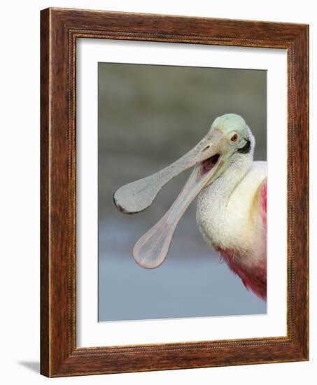 Portrait of Laughing Roseate Spoonbill with Bill Open, Fort De Soto Park, Florida, USA-Arthur Morris-Framed Photographic Print