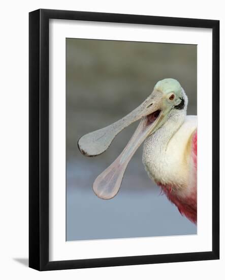 Portrait of Laughing Roseate Spoonbill with Bill Open, Fort De Soto Park, Florida, USA-Arthur Morris-Framed Photographic Print