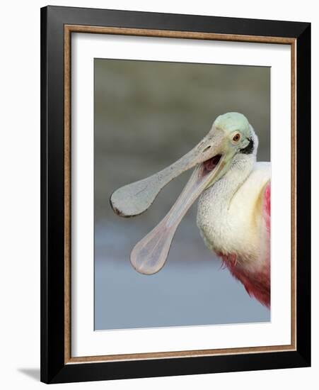 Portrait of Laughing Roseate Spoonbill with Bill Open, Fort De Soto Park, Florida, USA-Arthur Morris-Framed Photographic Print