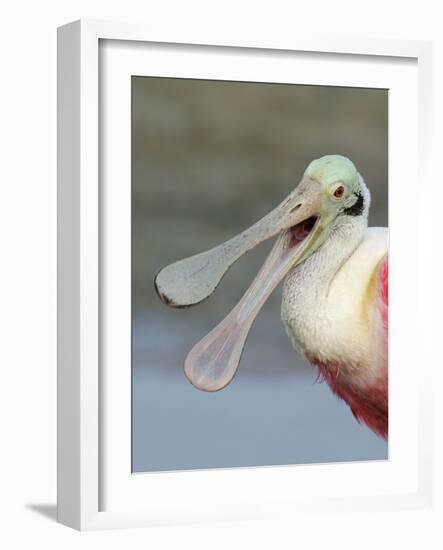 Portrait of Laughing Roseate Spoonbill with Bill Open, Fort De Soto Park, Florida, USA-Arthur Morris-Framed Photographic Print