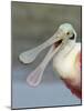 Portrait of Laughing Roseate Spoonbill with Bill Open, Fort De Soto Park, Florida, USA-Arthur Morris-Mounted Photographic Print