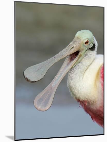 Portrait of Laughing Roseate Spoonbill with Bill Open, Fort De Soto Park, Florida, USA-Arthur Morris-Mounted Photographic Print